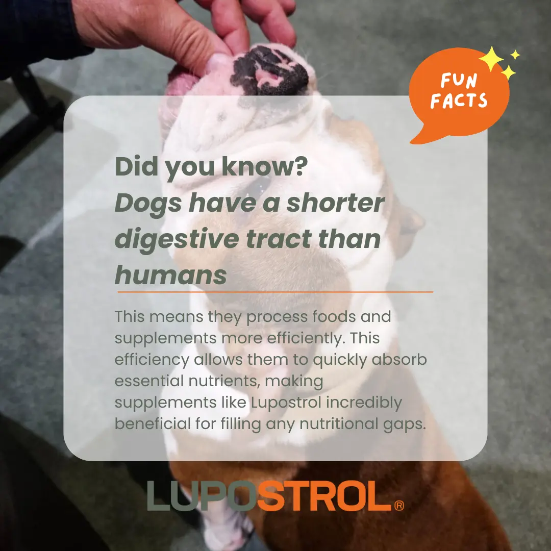 lupostrol